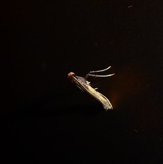 Caloptilia azaleella