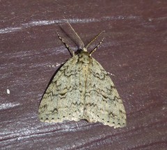 Pseudocoremia rudisata