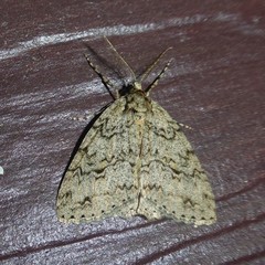 Pseudocoremia rudisata