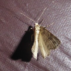 Pseudocoremia rudisata