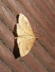 Mnesictena flavidalis
