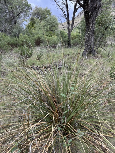 Nolina microcarpa