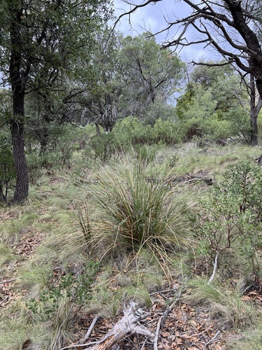 Nolina microcarpa