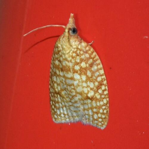 Netted Sparganothis Moth photo 3