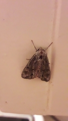 Ichneutica mutans