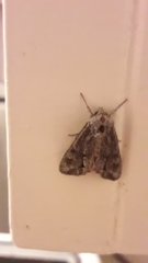 Ichneutica mutans