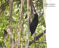 Ptiloris paradiseus