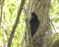 Ptiloris paradiseus