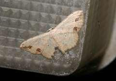 Scopula natalica