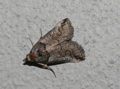 Prionofrontia strigata