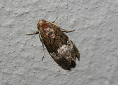 Aconzarba decissima
