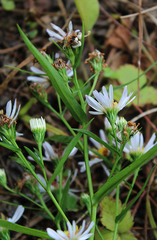 Symphyotrichum × salignum