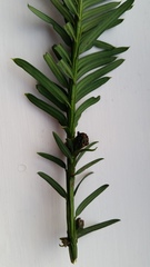 Cecidophyopsis psilaspis