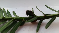 Cecidophyopsis psilaspis