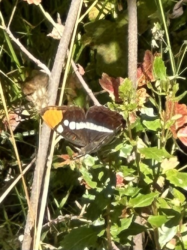 iNaturalist observation photo of California Sister