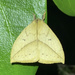 Catacantha ecorientalis - Photo (c) Lepidoptera Colombiana 🇨🇴, alguns direitos reservados (CC BY-NC), uploaded by Lepidoptera Colombiana 🇨🇴