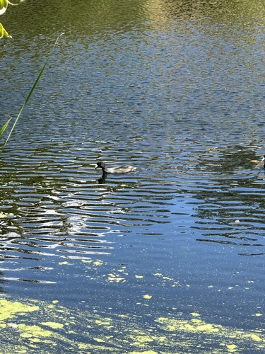 iNaturalist observation photo of American Coot