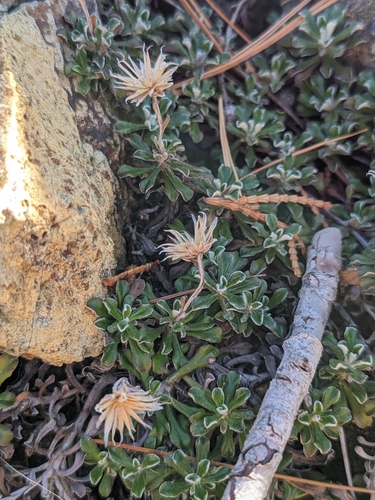Image of evergreen everlasting by (c) Ernesto Chavez-Velasco, some rights reserved (CC BY)