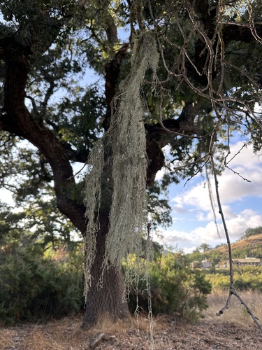iNaturalist observation photo of lace lichen