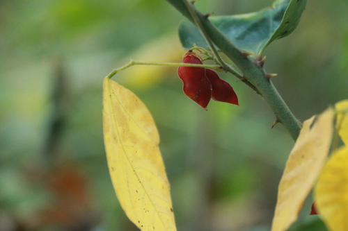 Rhynchosia acuminatifolia iNat (2)