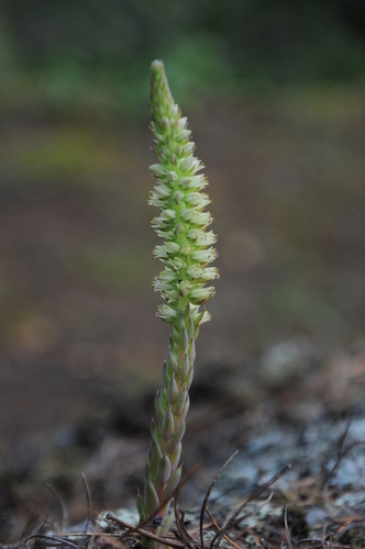 spiny pennywort