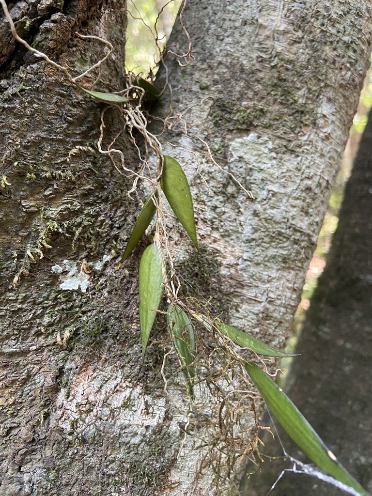 Dendrobium pugioniforme A.Cunn. ex Lindl.