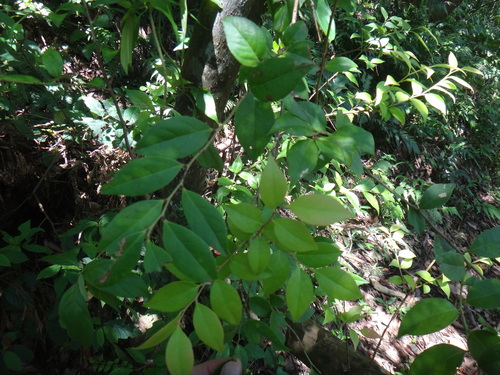 Image of Vaccinium bracteatum by (c) 呂一起(Lu i-chi), some rights reserved (CC BY)