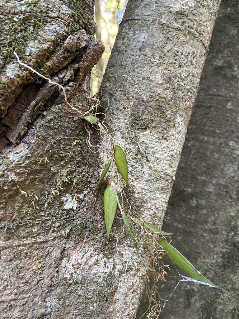 Dendrobium pugioniforme A.Cunn. ex Lindl. 2
