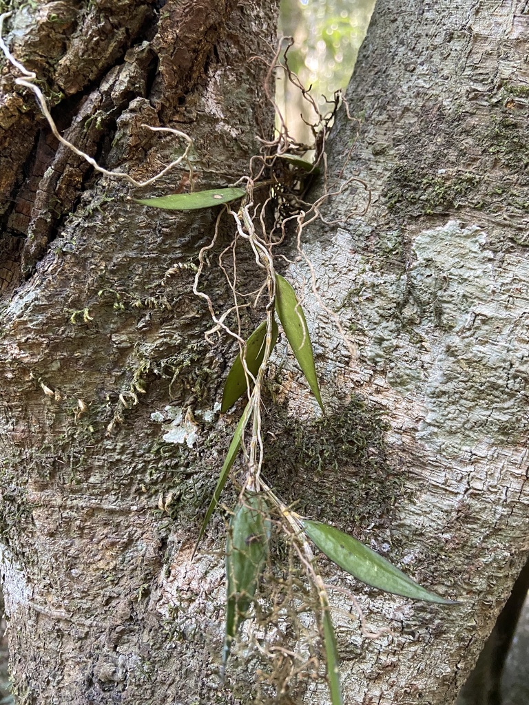 Dendrobium pugioniforme A.Cunn. ex Lindl. 3