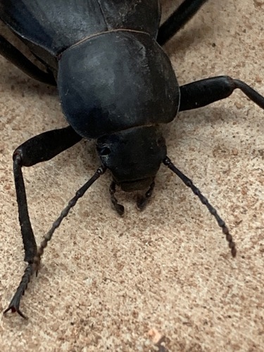 Egyptian Beetle | Native Nature