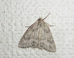 Pseudocoremia rudisata