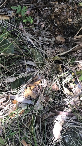 Stephens' Banded Snake sighting
