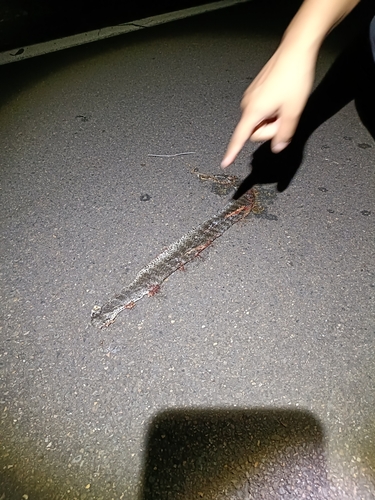 Southern Death Adder sighting