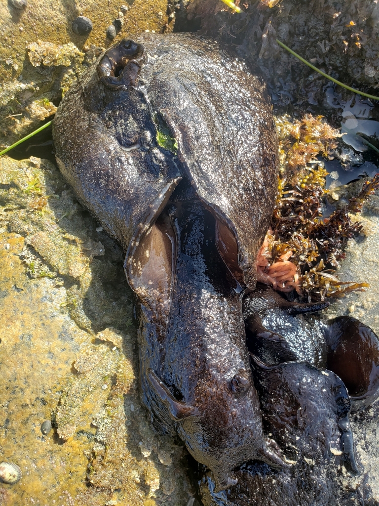 California black seahare