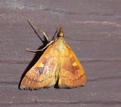 Mnesictena flavidalis