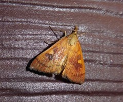 Mnesictena flavidalis