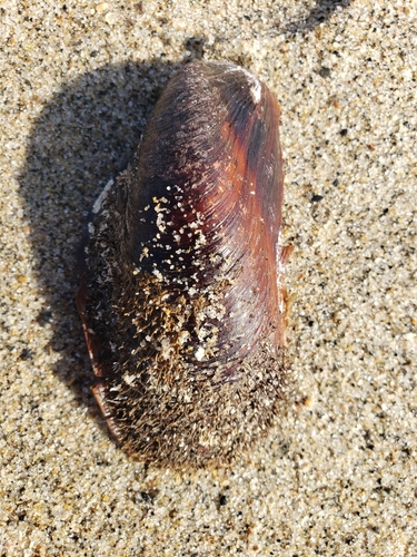 bag horsemussel