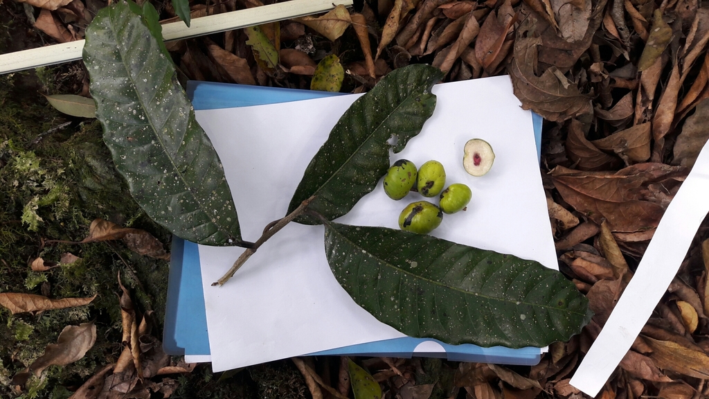 Drimycarpus