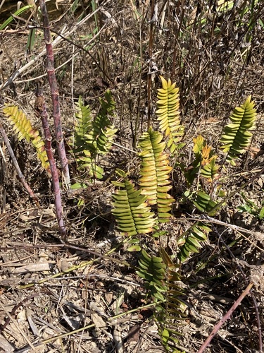 Image of Pellaea falcata by (c) Thomas Mesaglio, some rights reserved (CC BY)