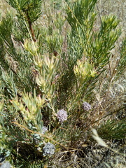 Leucadendron lanigerum