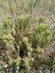 Leucadendron lanigerum