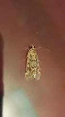 Achyra affinitalis