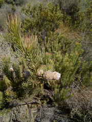 Leucadendron brunioides brunioides