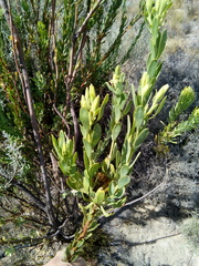 Leucadendron chamelaea