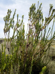 Leucadendron chamelaea