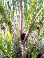 Leucadendron chamelaea