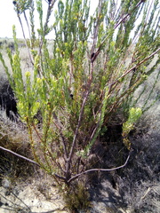 Leucadendron chamelaea