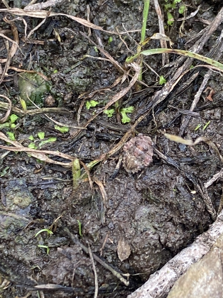 Big-eyed Toad Bug from Jefferson, TX, US on October 1, 2023 at 04:29 PM ...