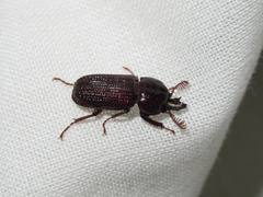 Syndesus cornutus