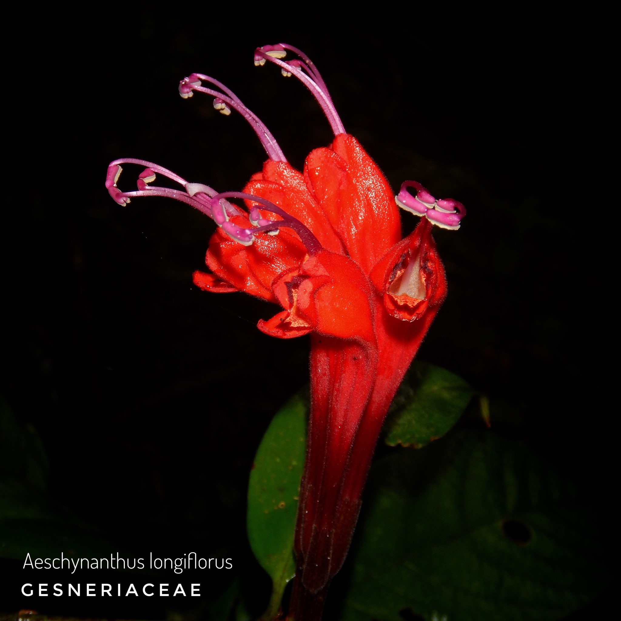 Aeschynanthus longiflorus